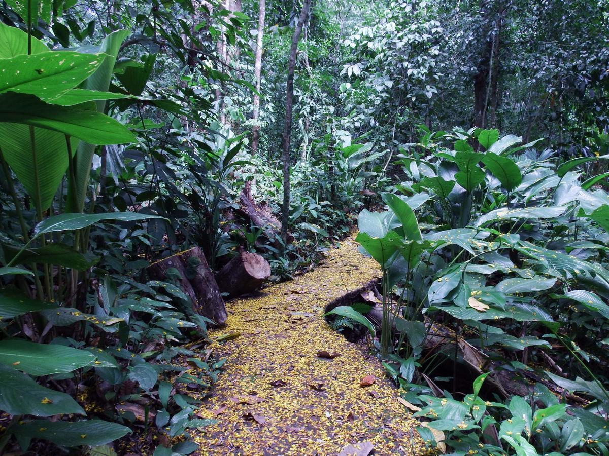Selva Color - Forest & Beach Ecolodge Quebrada Ganado Esterno foto